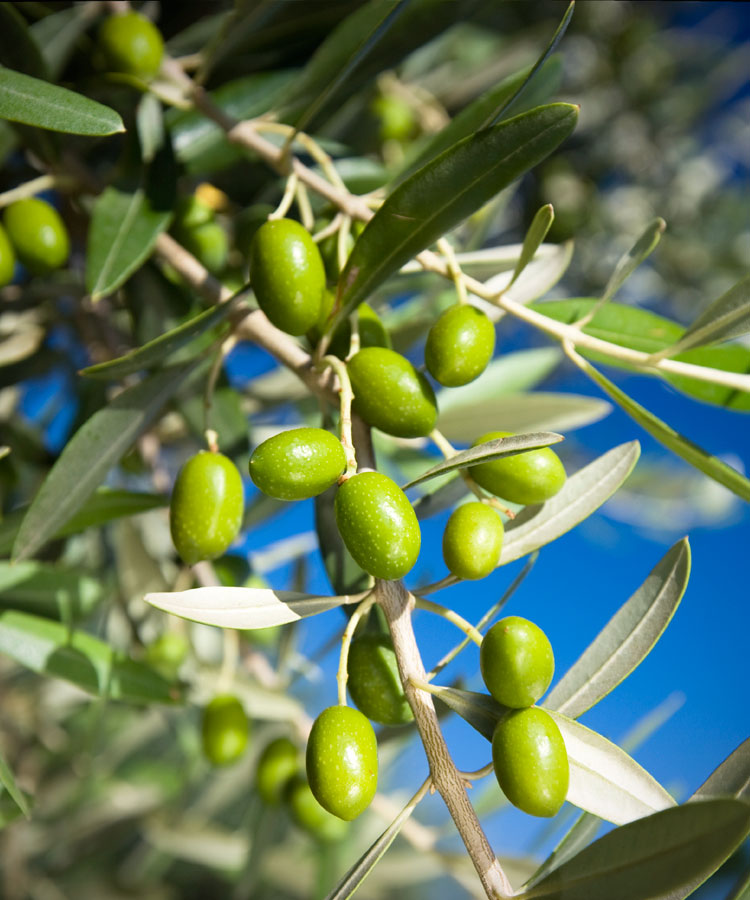 I benefici dell'olio extravergine di oliva: benessere fisico,  mentale e culturale